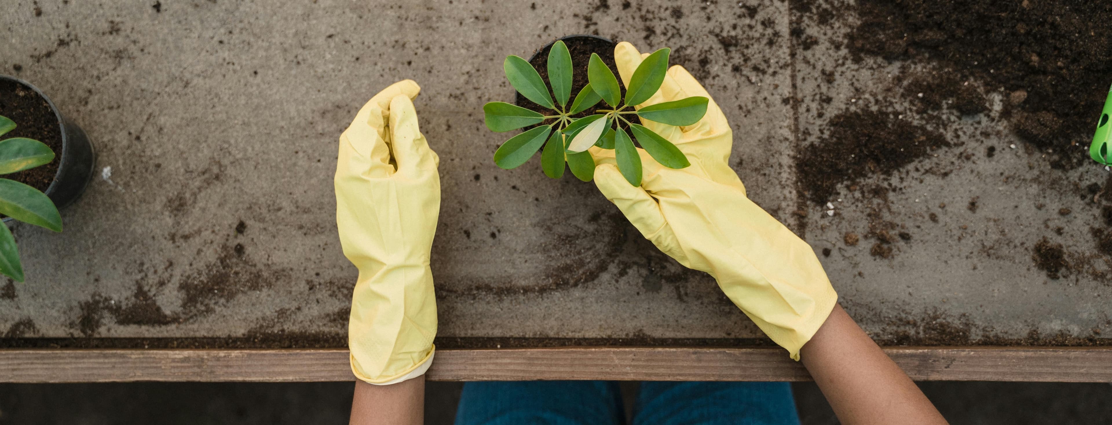 Person in yellow gloves checking a green plant.