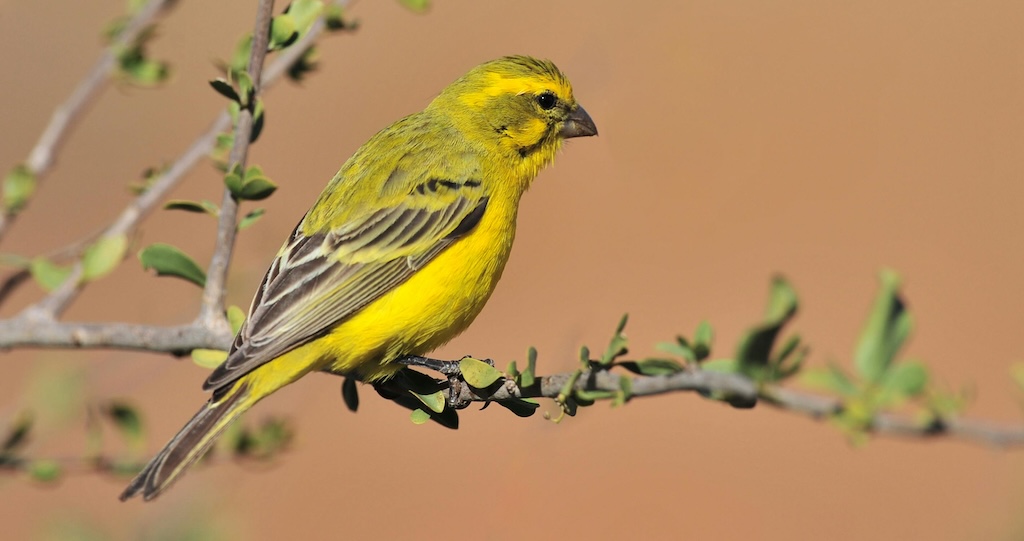 A yellow bird perched on a gray twig